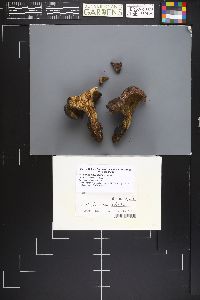 Albatrellus avellaneus image