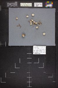 Tulostoma cretaceum image