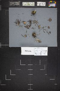 Mycena alcaliniformis image