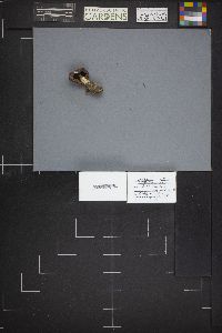 Gomphidius subroseus image
