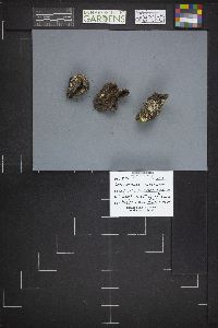 Sarcosphaera coronaria image