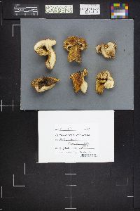 Lactarius repraesentaneus image