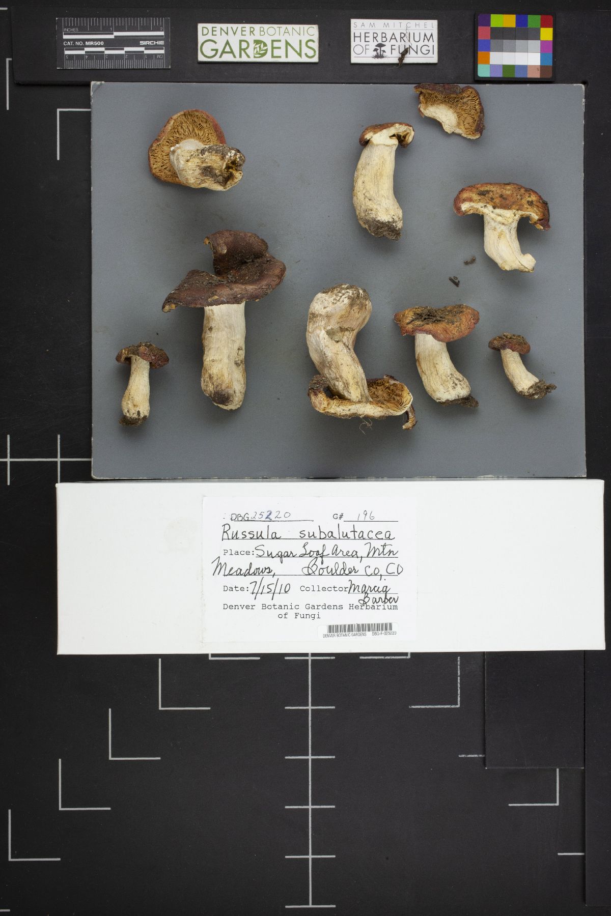 Russula subalutacea image