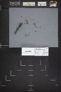 Xeromphalina cauticinalis image