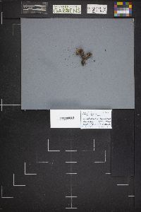 Suillus lakei image