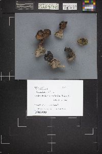 Gyromitra infula image