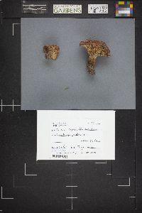 Lactarius olympianus image