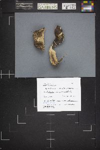 Russula xerampelina image