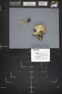 Tricholoma saponaceum image