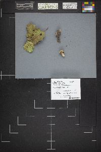 Leccinum holopus image