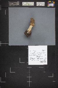 Morchella esculentoides image