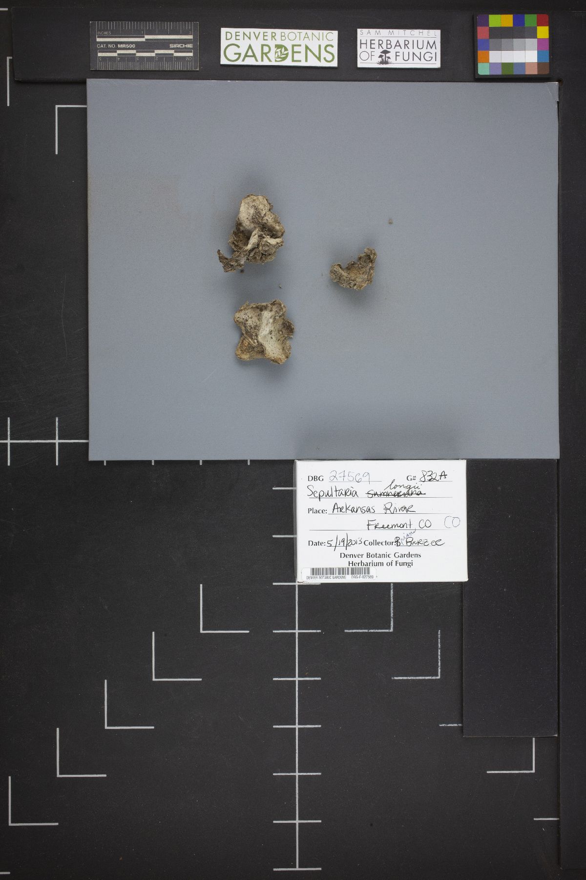 Sepultaria longii image