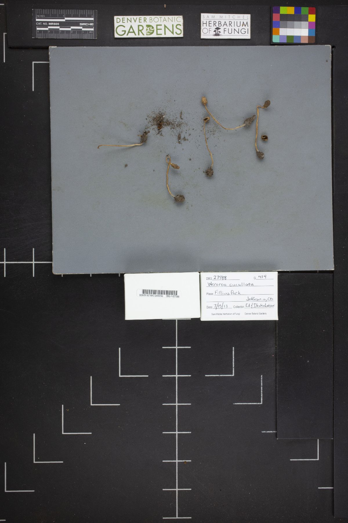 Leratiomyces cucullatus image
