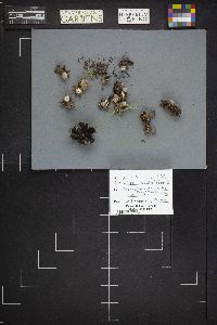 Geastrum minimum image