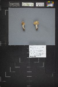 Helvella crispa image