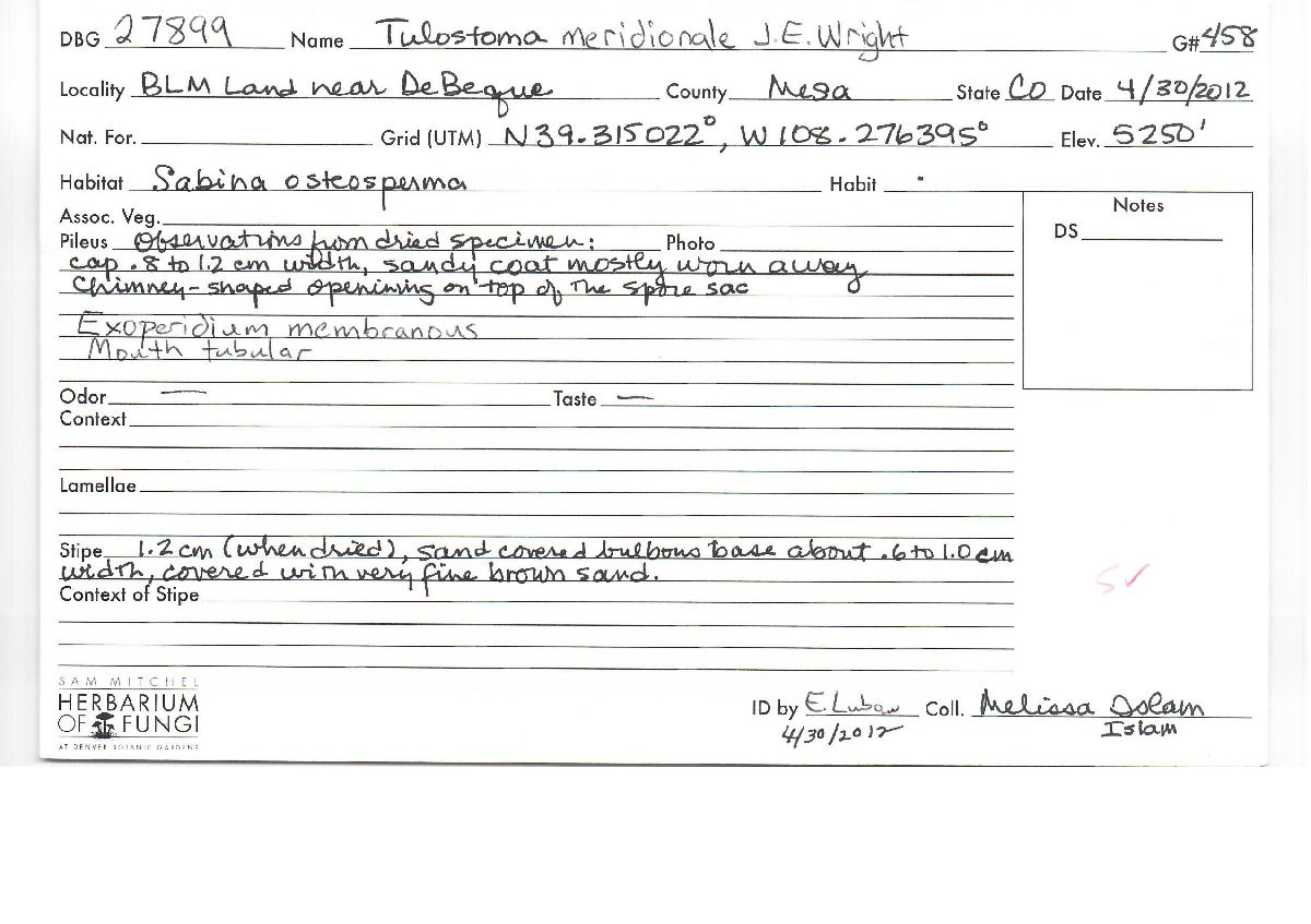 Tulostoma meridionale image