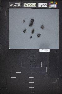 Pyronema domesticum image