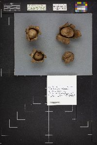 Geastrum triplex image