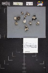 Geastrum corollinum image