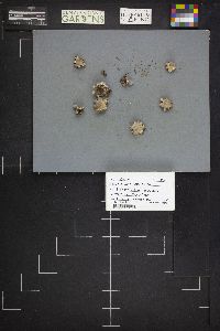 Geastrum minimum image