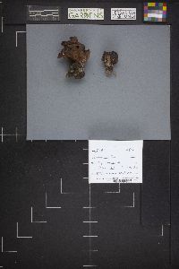 Gyromitra infula image