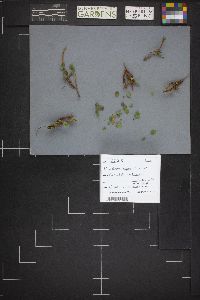 Hygrophorus inocybiformis image