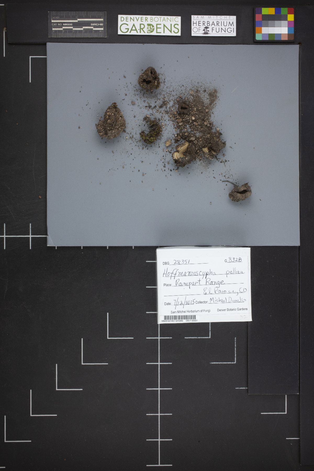 Hoffmannoscypha pellita image