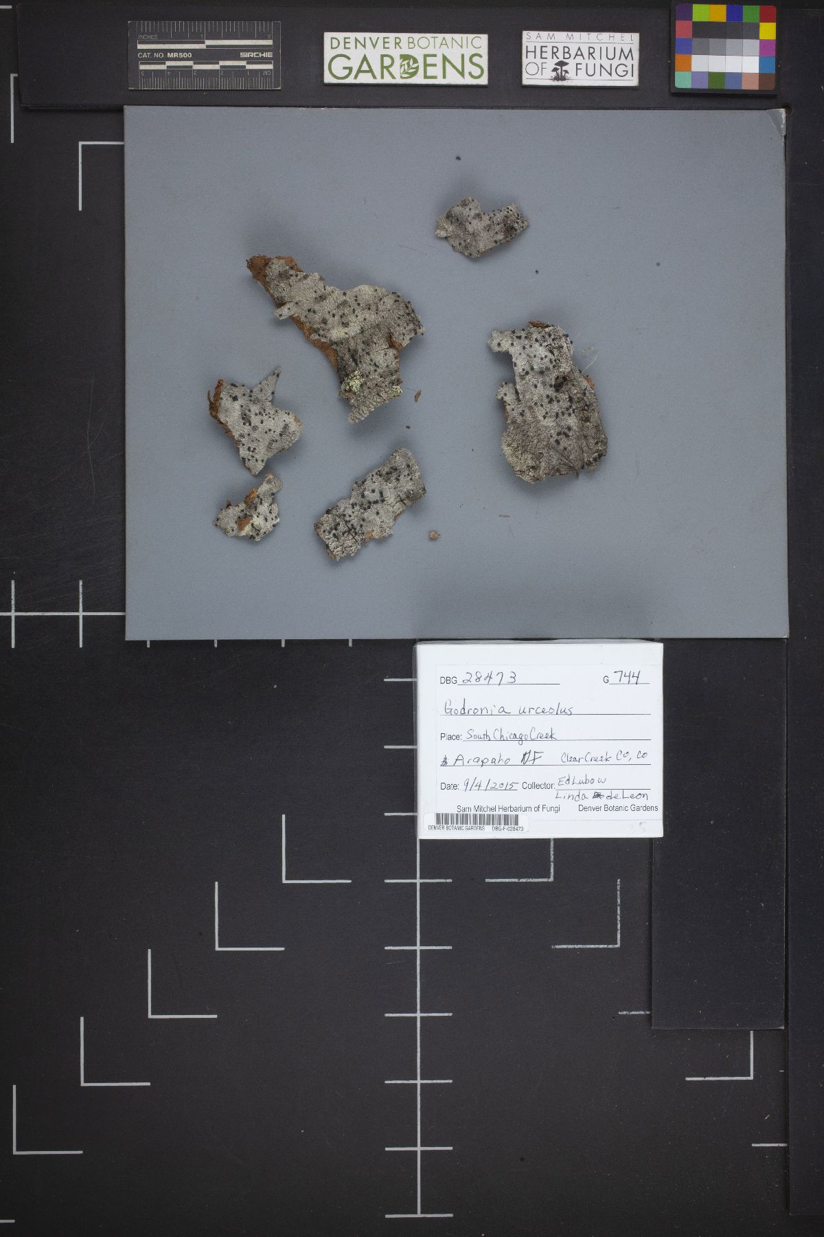 Corniculariella urceola image