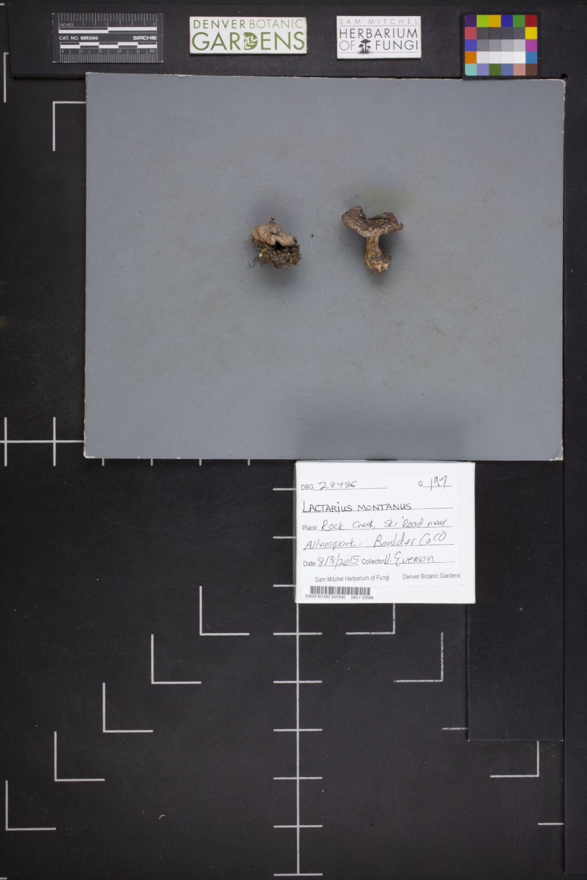 Lactarius montanus image