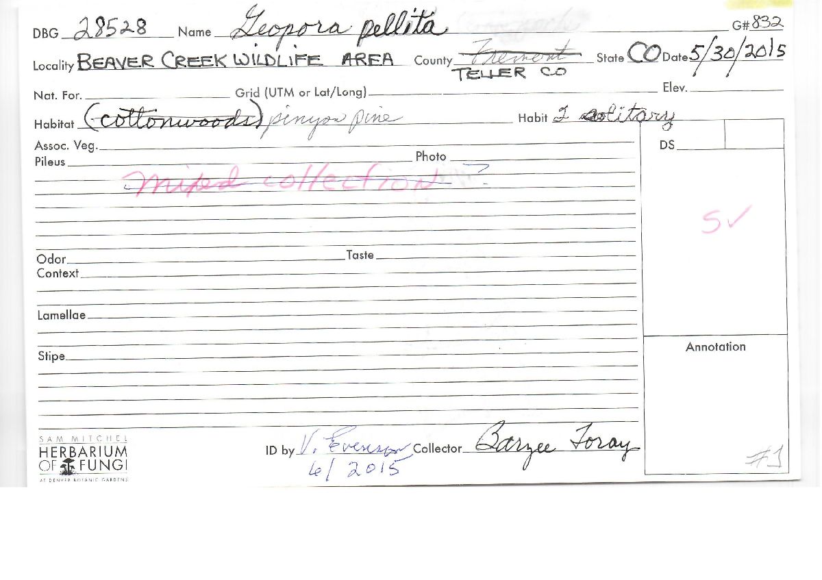 Geopora pellita image