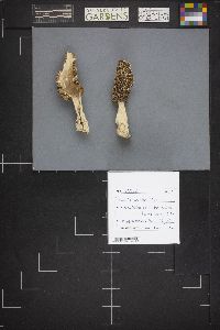 Morchella esculentoides image