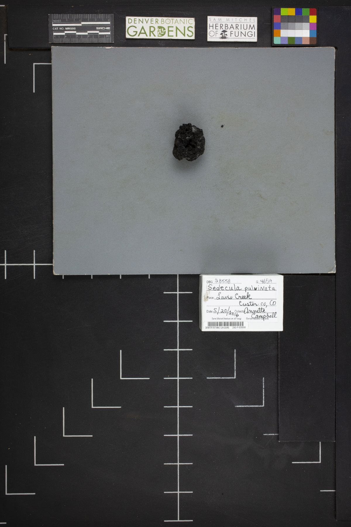 Sedecula pulvinata image