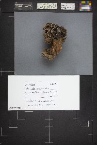 Morchella esculentoides image