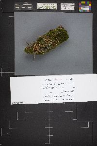 Cladonia fimbriata image