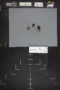 Chamonixia brevicolumna image