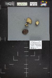 Rhizopogon ochraceorubens image