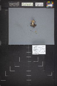 Helvella crispa image