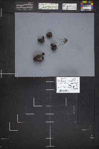 Daldinia concentrica image