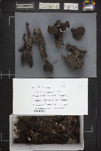 Xylaria polymorpha image