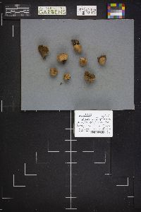 Vascellum lloydianum image