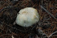 Agaricus silvicola image