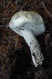 Agaricus silvicola image