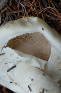 Agaricus silvicola image