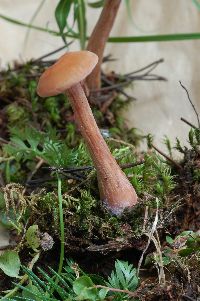 Laccaria bicolor image