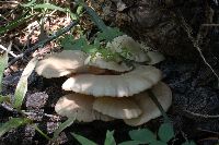 Pleurotus pulmonarius image