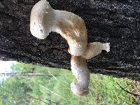 Hemipholiota populnea image