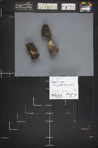 Verpa bohemica image