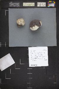 Calvatia cyathiformis image