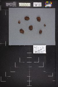 Rhizopogon ochraceorubens image