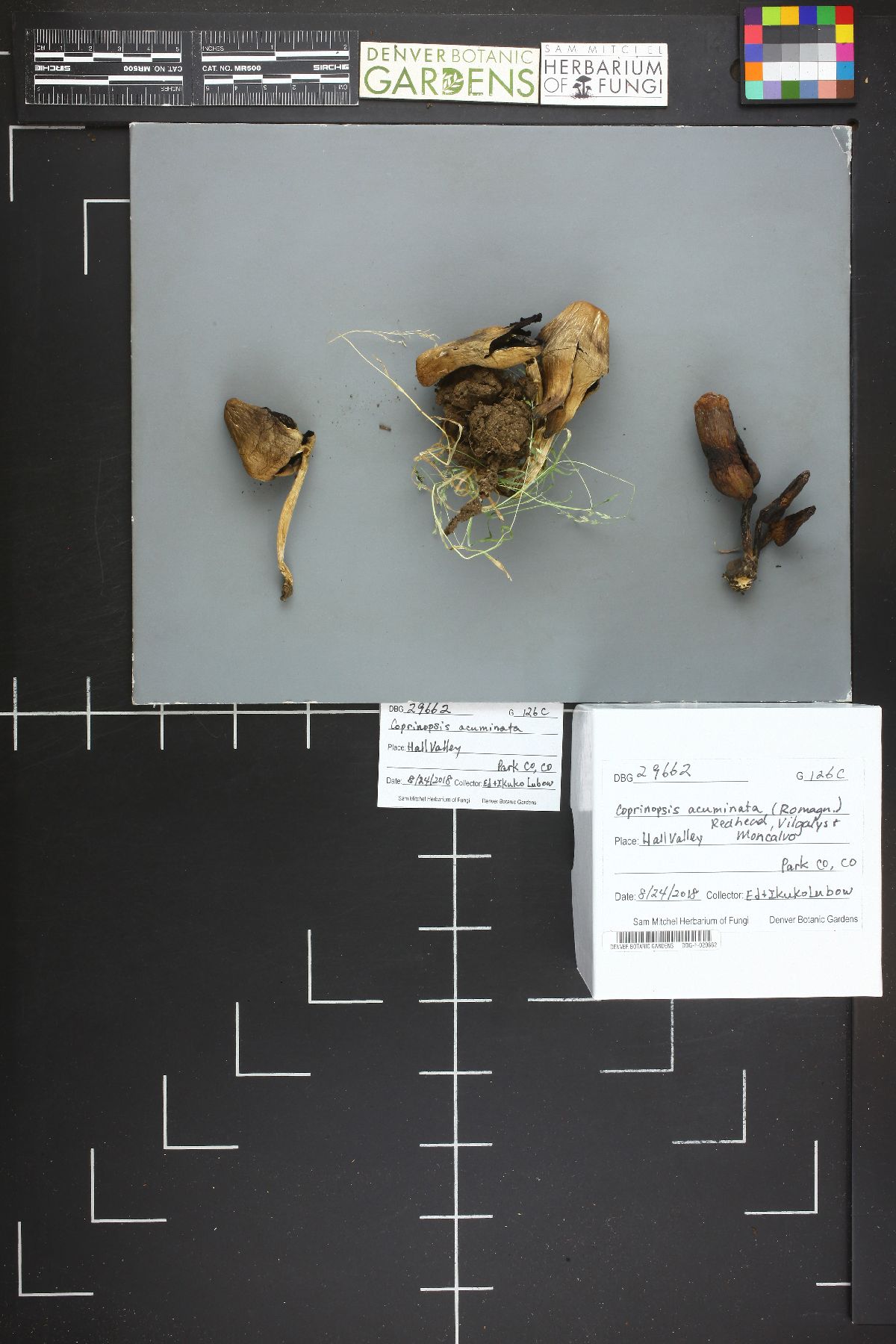 Coprinopsis acuminata image